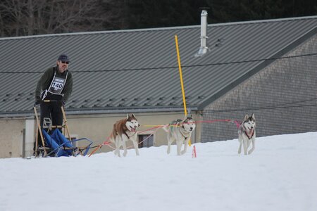 Course de chiens de traineau La Pesse 2013, IMG_2157  Copier 