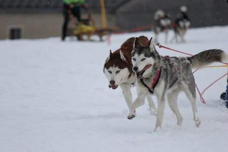 Course de chiens de traineau La Pesse 2013, IMG_2161  Copier 