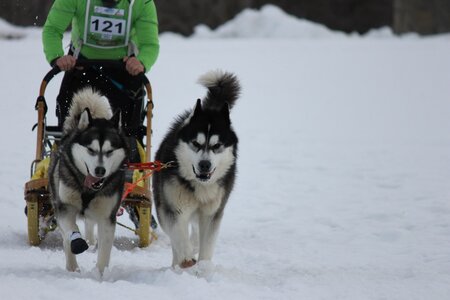 Course de chiens de traineau La Pesse 2013, IMG_2166  Copier 
