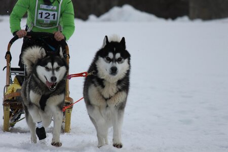 Course de chiens de traineau La Pesse 2013, IMG_2167  Copier 