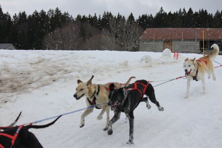 Course de chiens de traineau La Pesse 2013, IMG_2180  Copier 