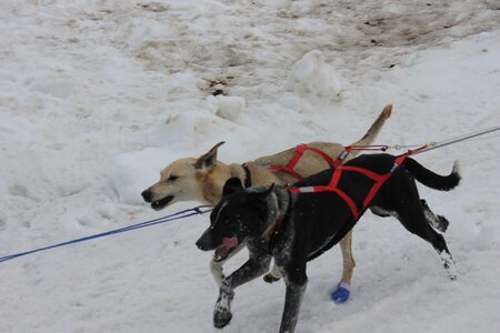 Course de chiens de traineau La Pesse 2013, IMG_2181  Copier 