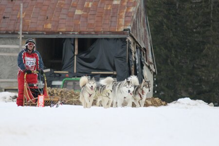 Course de chiens de traineau La Pesse 2013, IMG_2206  Copier 