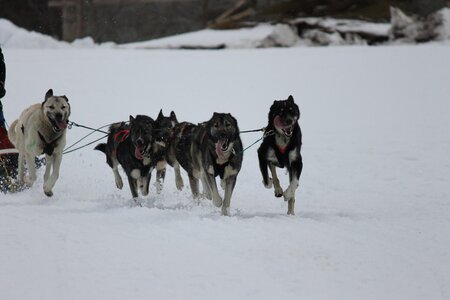 Course de chiens de traineau La Pesse 2013, IMG_2218  Copier 