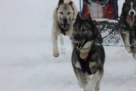 Course de chiens de traineau La Pesse 2013, IMG_2221  Copier 