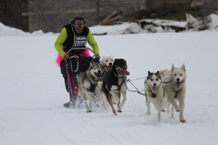 Course de chiens de traineau La Pesse 2013, IMG_2225  Copier 