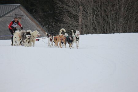 Course de chiens de traineau La Pesse 2013, IMG_2254  Copier 