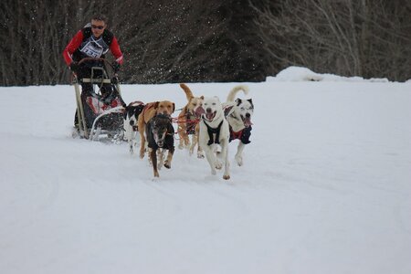 Course de chiens de traineau La Pesse 2013, IMG_2257  Copier 