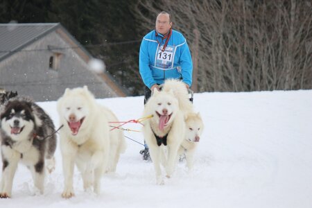 Course de chiens de traineau La Pesse 2013, IMG_2262  Copier 