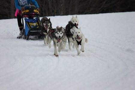Course de chiens de traineau La Pesse 2013, IMG_2276  Copier 