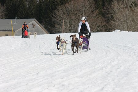 Course de chiens de traineau La Pesse 2013, IMG_2286  Copier 