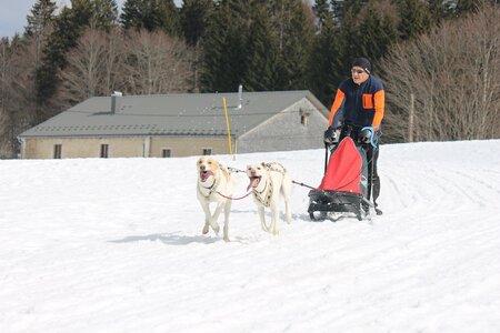 Course de chiens de traineau La Pesse 2013, IMG_2291  Copier 