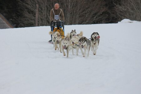 Course de chiens de traineau La Pesse 2013, IMG_2301  Copier 