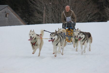 Course de chiens de traineau La Pesse 2013, IMG_2303  Copier 