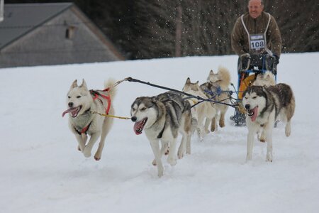 Course de chiens de traineau La Pesse 2013, IMG_2304  Copier 