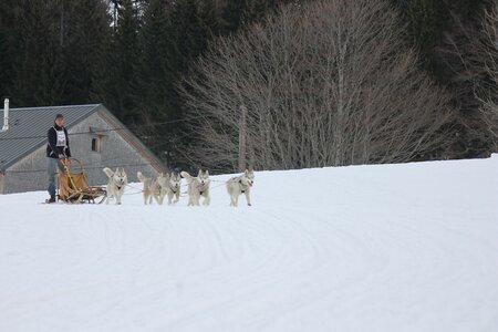 Course de chiens de traineau La Pesse 2013, IMG_2313  Copier 