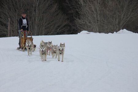 Course de chiens de traineau La Pesse 2013, IMG_2316  Copier 