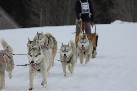 Course de chiens de traineau La Pesse 2013, IMG_2321  Copier 