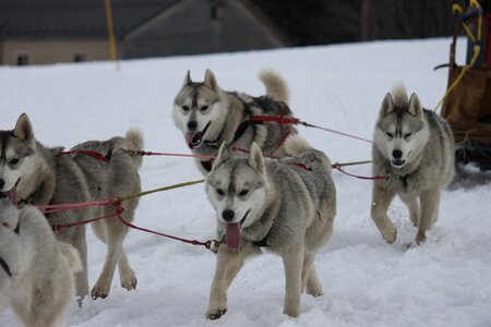 Course de chiens de traineau La Pesse 2013, IMG_2323  Copier 