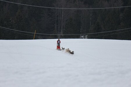Course de chiens de traineau La Pesse 2013, IMG_2358  Copier 