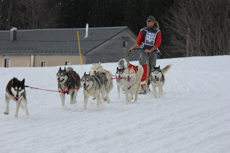 Course de chiens de traineau La Pesse 2013, IMG_2366  Copier 