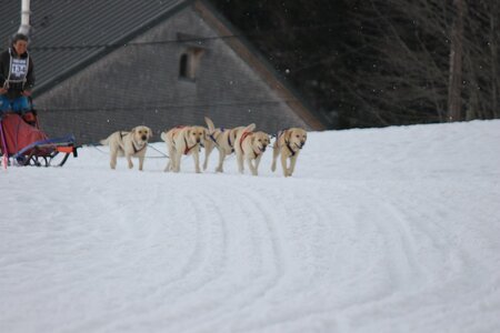 Course de chiens de traineau La Pesse 2013, IMG_2373  Copier 