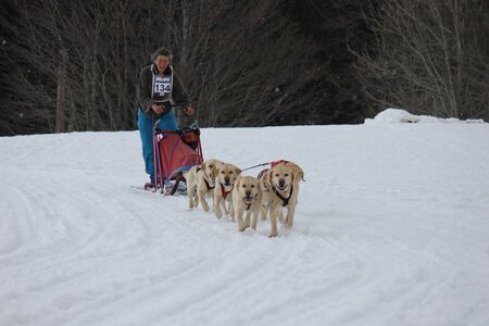 Course de chiens de traineau La Pesse 2013, IMG_2375  Copier  - Copie