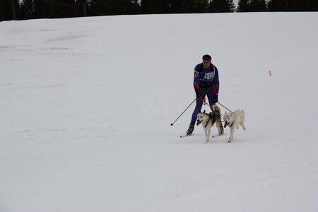 Course de chiens de traineau La Pesse 2013, IMG_3749  Copier 