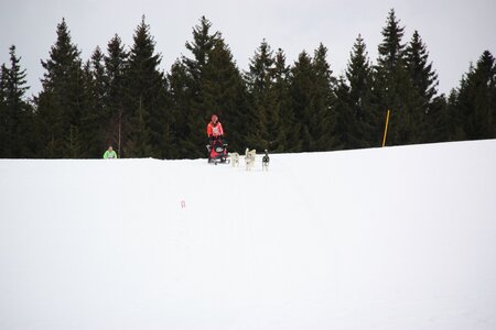 Course de chiens de traineau La Pesse 2013, IMG_3770  Copier 
