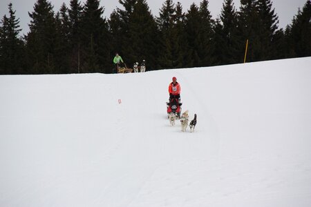 Course de chiens de traineau La Pesse 2013, IMG_3772  Copier 