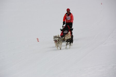 Course de chiens de traineau La Pesse 2013, IMG_3774  Copier 