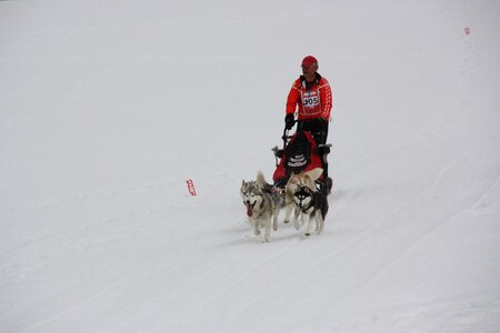 Course de chiens de traineau La Pesse 2013, IMG_3775  Copier 