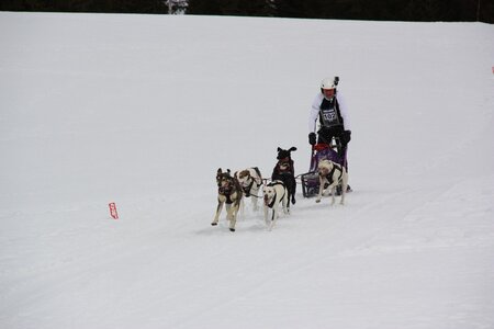 Course de chiens de traineau La Pesse 2013, IMG_3792  Copier 