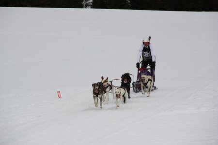 Course de chiens de traineau La Pesse 2013, IMG_3793  Copier 
