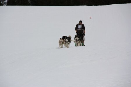 Course de chiens de traineau La Pesse 2013, IMG_3799  Copier 