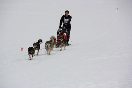 Course de chiens de traineau La Pesse 2013, IMG_3805  Copier 