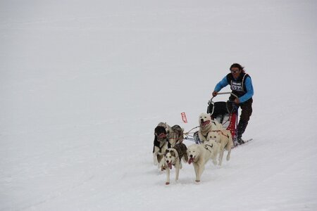 Course de chiens de traineau La Pesse 2013, IMG_3809  Copier 