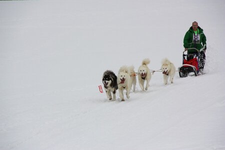 Course de chiens de traineau La Pesse 2013, IMG_3811  Copier 