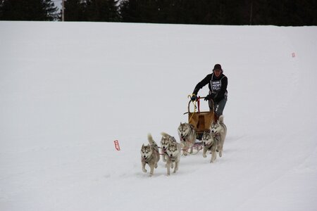 Course de chiens de traineau La Pesse 2013, IMG_3813  Copier 