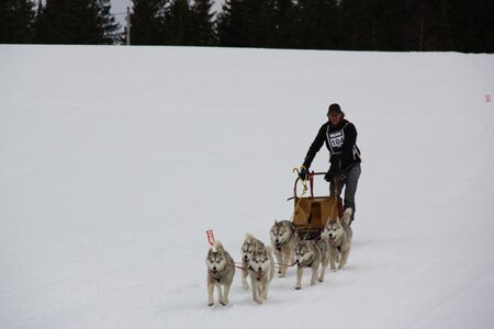 Course de chiens de traineau La Pesse 2013, IMG_3816  Copier 