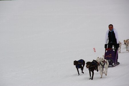 Course de chiens de traineau La Pesse 2013, IMG_3817  Copier 