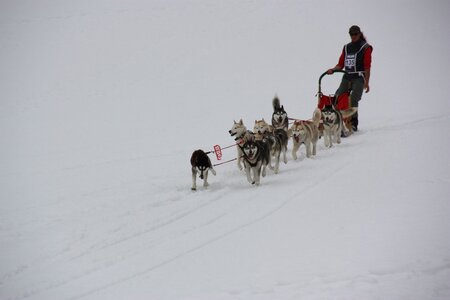 Course de chiens de traineau La Pesse 2013, IMG_3827  Copier 