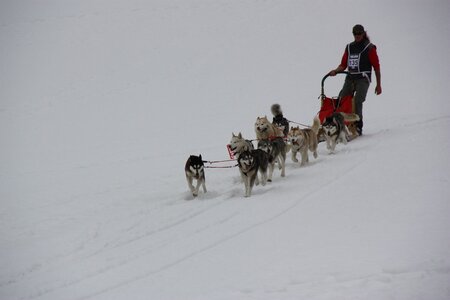 Course de chiens de traineau La Pesse 2013, IMG_3828  Copier 