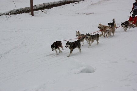 Course de chiens de traineau La Pesse 2013, IMG_3833  Copier 