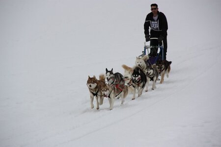 Course de chiens de traineau La Pesse 2013, IMG_3841  Copier 