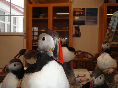 Islande - Snaefellsnes, DSC01248