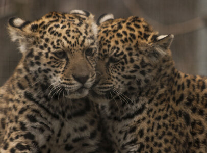 animaux, bebe jaguar