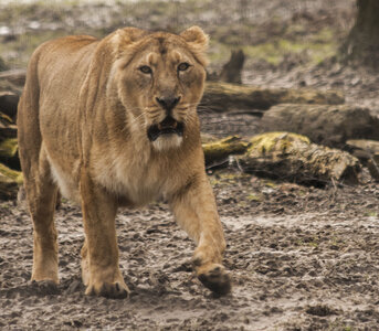 animaux, lionne d&rsquo;asie