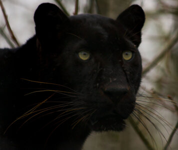 animaux, panthere noire