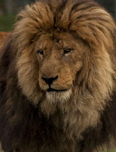 animaux, tete de lion